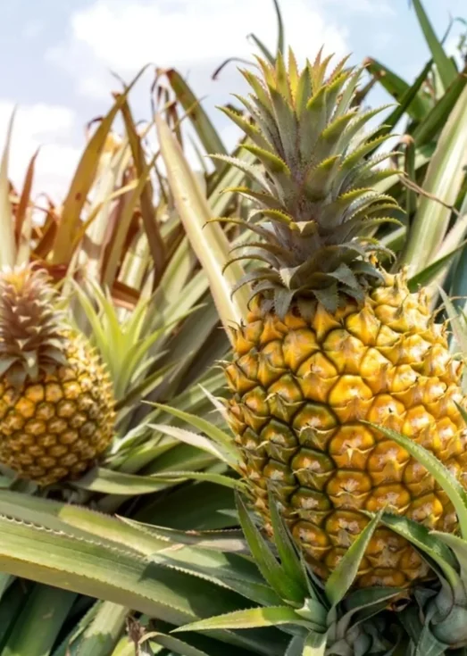 buy fresh australian pineapples